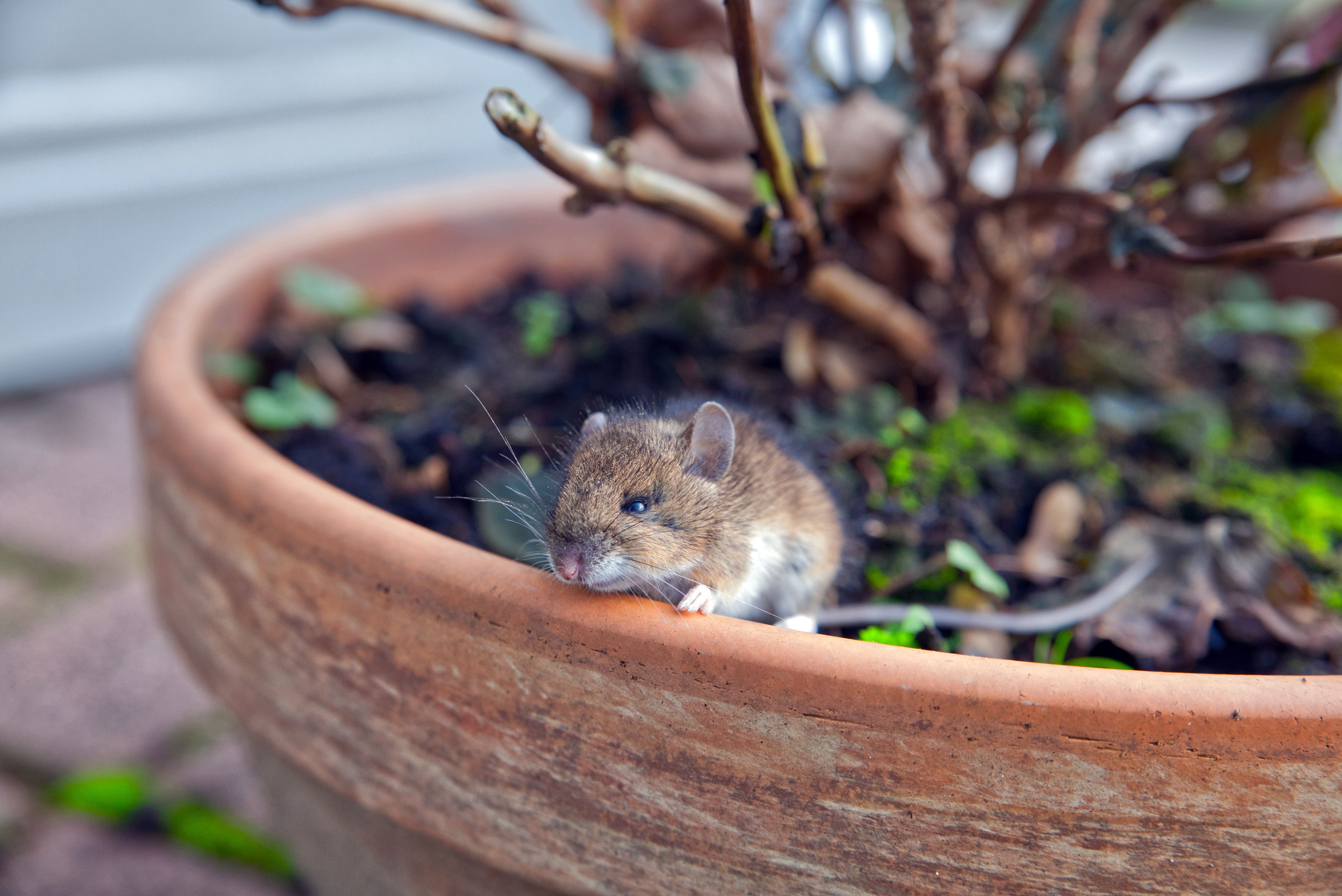Mouse sitting in a potted plant outdoors
